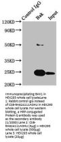 BAK1 Recombinant Monoclonal Antibody
