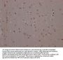 MAPK14 Recombinant Monoclonal Antibody