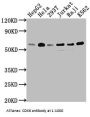 TRAF2 Recombinant Monoclonal Antibody