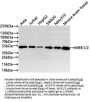MAP2K2&MAP2K1 Recombinant Monoclonal Antibody