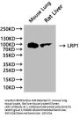 LRP1 Recombinant Monoclonal Antibody