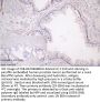 LRP1 Recombinant Monoclonal Antibody