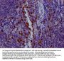 GZMB Recombinant Monoclonal Antibody