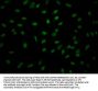 GZMB Recombinant Monoclonal Antibody