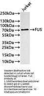 FUS Recombinant Monoclonal Antibody