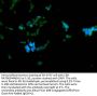 FUS Recombinant Monoclonal Antibody