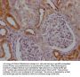 MFN2 Recombinant Monoclonal Antibody