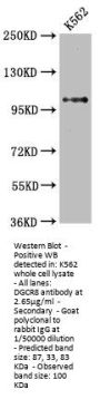 DGCR8 Recombinant Monoclonal Antibody