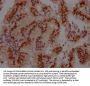 CUL3 Recombinant Monoclonal Antibody