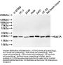 RAB7A Recombinant Monoclonal Antibody