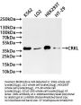 CRKL Recombinant Monoclonal Antibody