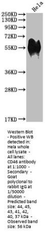 CD46 Recombinant Monoclonal Antibody