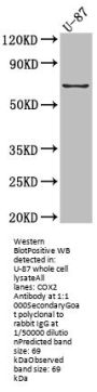 PTGS2 Recombinant Monoclonal Antibody