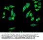 PTGS2 Recombinant Monoclonal Antibody