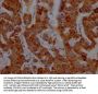CD8A Recombinant Monoclonal Antibody