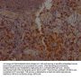 CD8A Recombinant Monoclonal Antibody