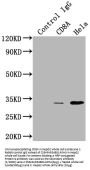 CD8A Recombinant Monoclonal Antibody