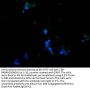 GATA3&GATA2 Recombinant Monoclonal Antibody