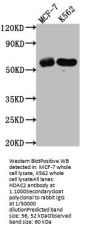 HDAC2 Recombinant Monoclonal Antibody