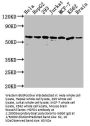 HSPD1 Recombinant Monoclonal Antibody