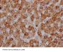 HSPD1 Recombinant Monoclonal Antibody