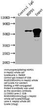 HSPD1 Recombinant Monoclonal Antibody
