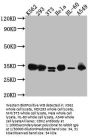 CDK2 Recombinant Monoclonal Antibody