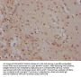SOX2 Recombinant Monoclonal Antibody