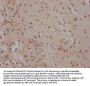 SOX2 Recombinant Monoclonal Antibody
