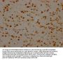 SYNCRIP Recombinant Monoclonal Antibody