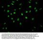 SYNCRIP Recombinant Monoclonal Antibody