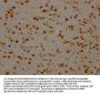 SYNCRIP Recombinant Monoclonal Antibody