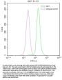 MKI67 Recombinant Monoclonal Antibody