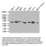 MAPK1/MAPK3 Recombinant Monoclonal Antibody