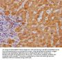 MAOB Recombinant Monoclonal Antibody