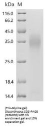 Recombinant Human Fos-related antigen 1(FOSL1)