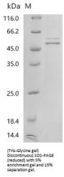 Recombinant Human Nucleosome assembly protein 1-like 1(NAP1L1)