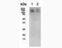 Bulk Anti-Human CD56 (ERIC-1) Antibody