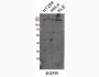 Bulk Anti-Human EGFR (EGFR.1) Antibody