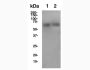 Bulk Anti-Human PD-L2 (3.2) Antibody