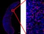 Anti-Mouse CD8 (YTS-169) In Vivo Antibody - Low Endotoxin