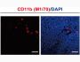 Anti-Mouse CD11b (M1/70) In Vivo Antibody - Low Endotoxin