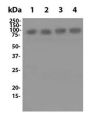 Anti-Mouse CD54 (YN1/1.7.4) In Vivo Antibody - Low Endotoxin