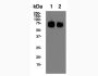 Anti-CD62L (MEL-14) In Vivo Antibody - Low Endotoxin