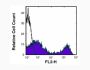 Anti-Mouse CD90.2 (30-H12) In Vivo Antibody - Low Endotoxin