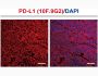 Anti-Mouse PD-L1 (10F.9G2) In Vivo Antibody - Low Endotoxin