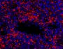 Anti-Mouse Ly-6G (1A8) In Vivo Antibody - Ultra-Low Endotoxin