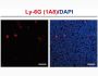 Anti-Mouse Ly-6G (1A8) In Vivo Antibody - Ultra-Low Endotoxin