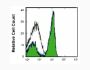 Anti-CD45R (RA3-6B2) In Vivo Antibody - Low Endotoxin