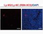 Anti-Mouse Ly-6G/Ly-6C (RB6-8C5) In Vivo Antibody - Low Endotoxin